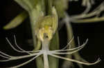 Green fringed orchid